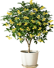 potting sweet osmanthus