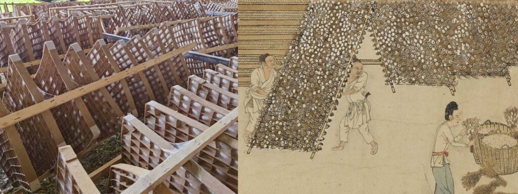 How Mulberry Silk is Made: From Silkworm to Luxurious Fabric