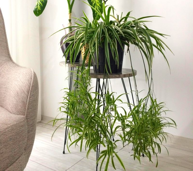 Spider Plant